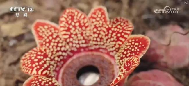 珍稀植物“寄生花”連續(xù)3年如期綻放 生態(tài)系統(tǒng)健康指示