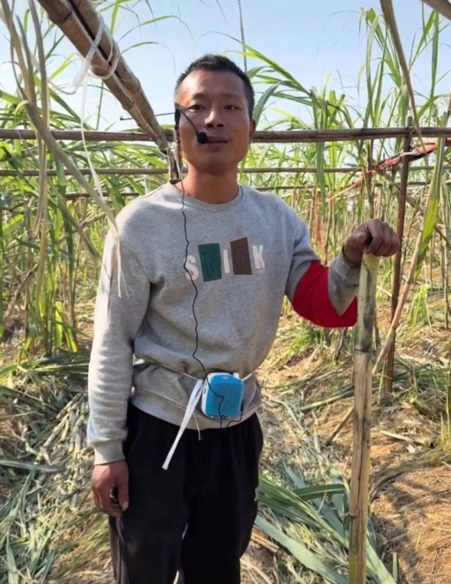 “偷甘蔗”农场新规:被逮到表演才艺 增设入场费减少浪费