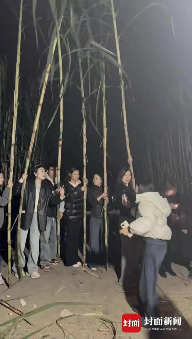 真人版“偷甘蔗”农场火了 体验童年乐趣