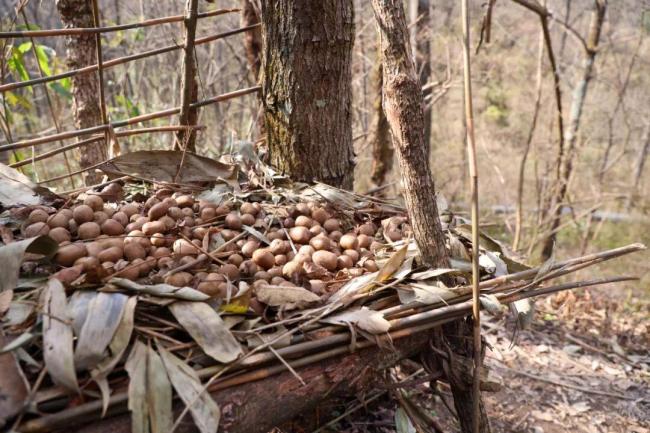 荒野求生安全員：我也強(qiáng)得可怕 極限挑戰(zhàn)引爆關(guān)注