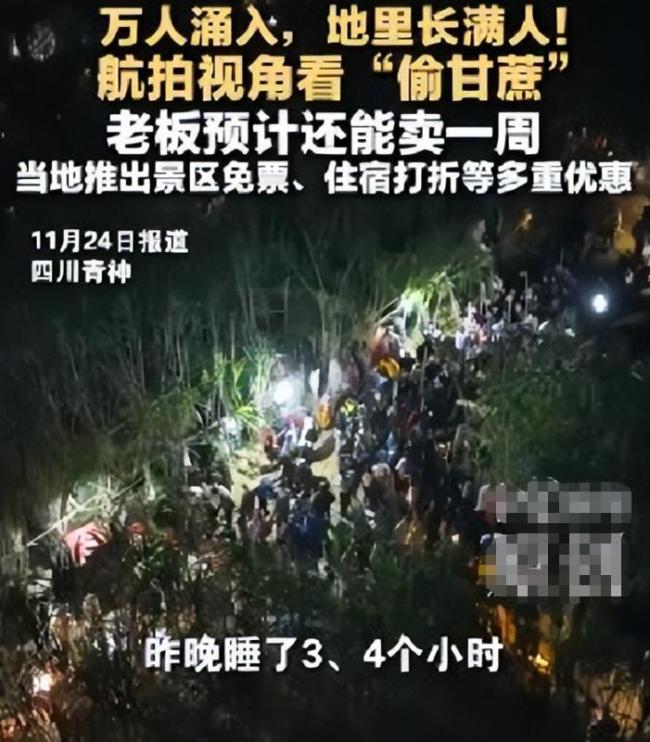 航拍萬人涌入偷甘蔗地里長滿人 9.9元引爆趣味活動