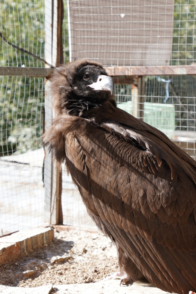 青岛一市民家中惊现秃鹫：翼展近3米、体重达十七八斤