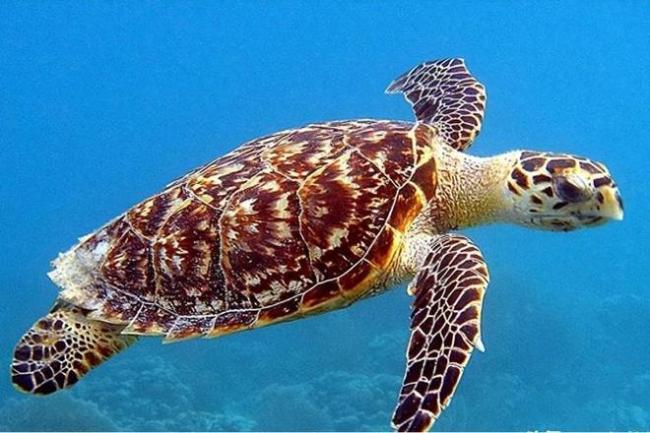 至少20岁才能繁殖！男子帮朋友养了20多年，发现不对赶紧上交 珍稀玳瑁获救