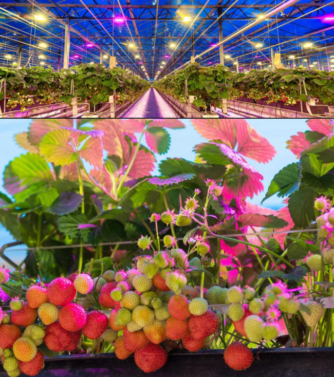 大晚上的,为什么不让火龙果睡觉?