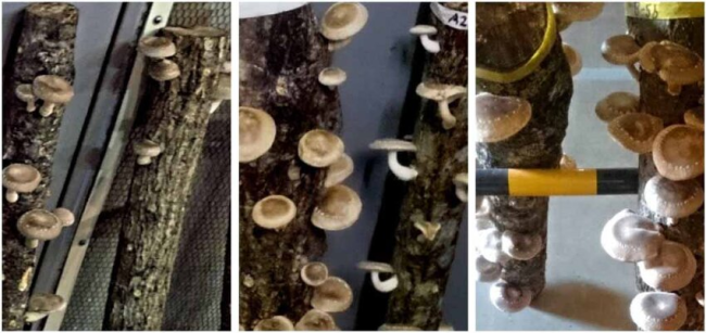 大晚上的,为什么不让火龙果睡觉?