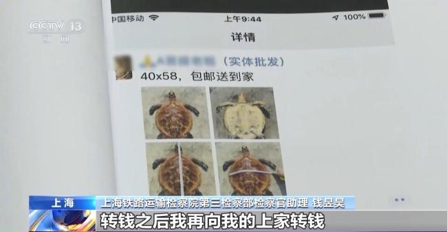 非法出售玳瑁標本 買家賣家均獲刑 珍稀動物保護警示