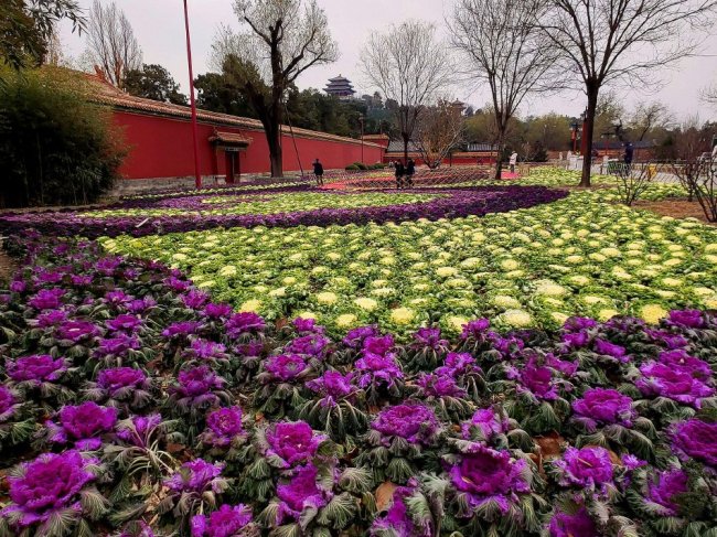 景山公园上新羽衣甘蓝花境 红墙古建辉映美不胜收