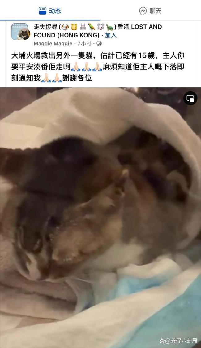 香港消防員火場中救出貓狗 生命無小事