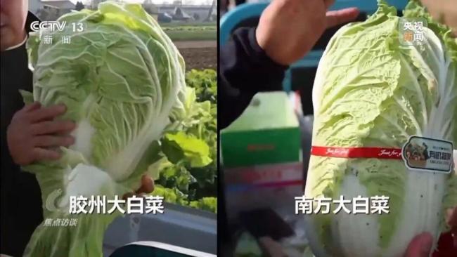 155元一棵白菜和9毛一斤的白菜一樣 地理標(biāo)志產(chǎn)品真假難辨