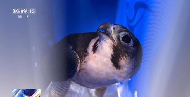 越冬候鳥如約抵達(dá)北京各大濕地 生態(tài)改善迎“貴客”