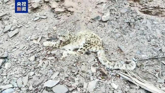 青海玉树发现一只受伤雪豹 警民合力救助