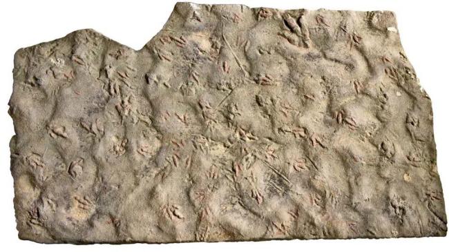 村民多年使用的踏脚石原来是恐龙化石，珍贵脚