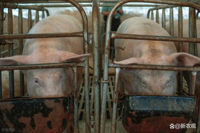 又跌1毛多！12月二师兄压力或更大？ 消费不振出栏增