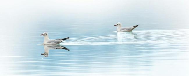 候鳥“組團(tuán)”來山西越冬 生態(tài)美景迎飛羽