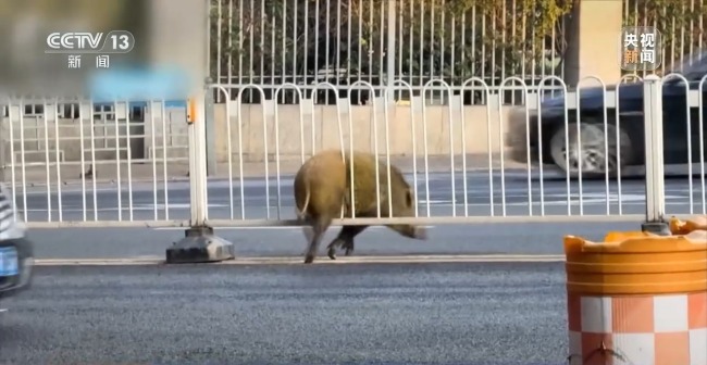 “二师兄”频繁来南京“旅游” 城市里的野生动物奇遇记