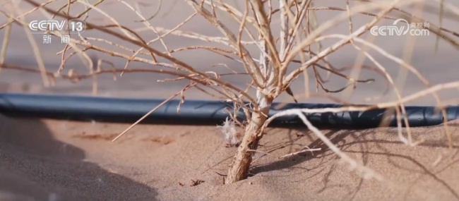 新疆沙漠中种出绿色富民“聚宝盆” 村民打赢“沙漠反击战”