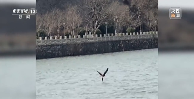 “二师兄”频繁来南京“旅游” 城市里的野生动物奇遇记