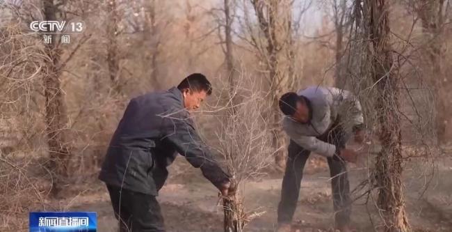 几代人如何阻止两大沙漠合拢 绿色生态廊道的成功故事