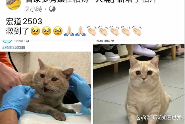 香港大埔火灾消防员救出被困狗狗 生命无贵贱，温情救援感动人心