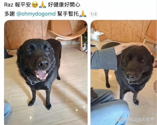 香港大埔火灾消防员救出被困狗狗 生命无贵贱，温情救援感动人心