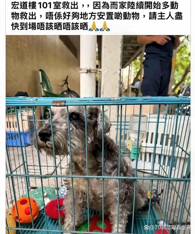 香港大埔火灾消防员救出被困狗狗 生命无贵贱，温情救援感动人心