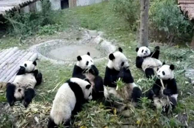 马克龙将访成都 想再租借大熊猫 外交信号与温情示好