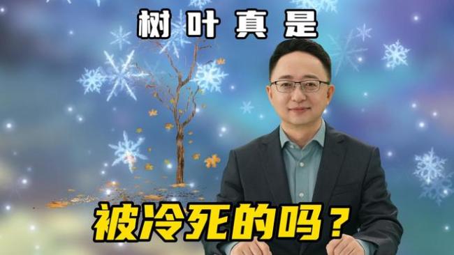 冬季树叶不是被冻掉的,是大树亲手“炒了它们鱿鱼”