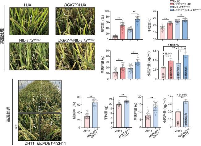 中國科學家破解水稻高溫感知機制 揭示熱信號傳遞網(wǎng)絡