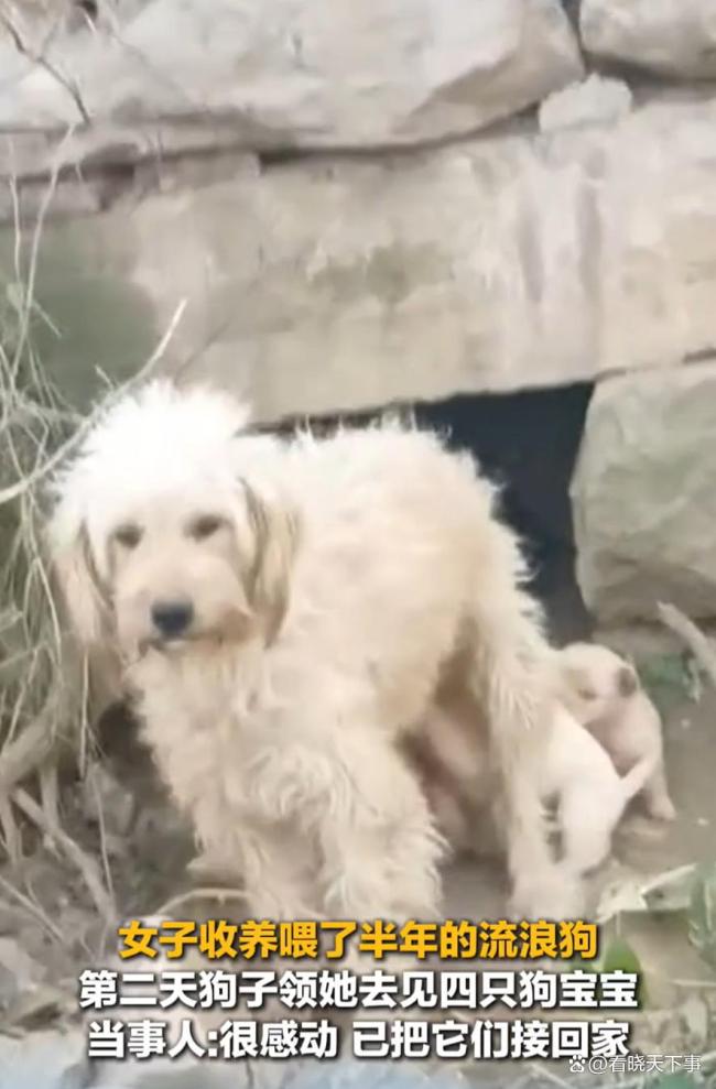 女子收養(yǎng)流浪狗后被領(lǐng)著去見狗寶寶：善意被懂得，信任有了回應(yīng)