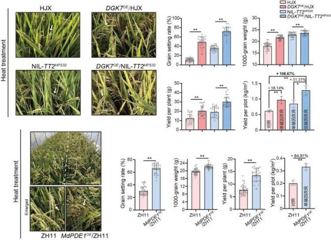 中国科学家破译水稻“耐热”密码,成功培育出水稻新株系 破解高温危机