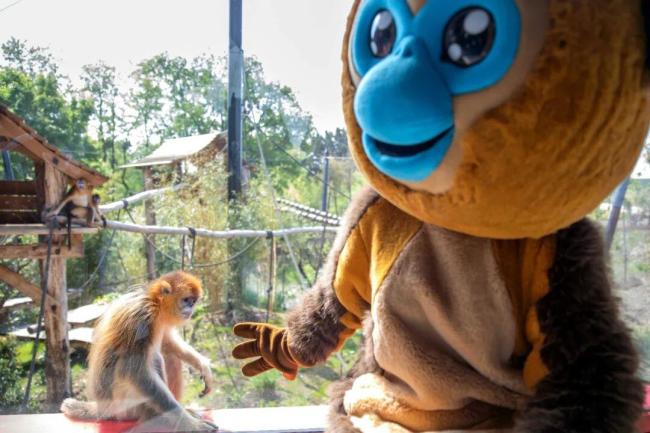 马克龙访华把熊猫弄到手了 新合作达成