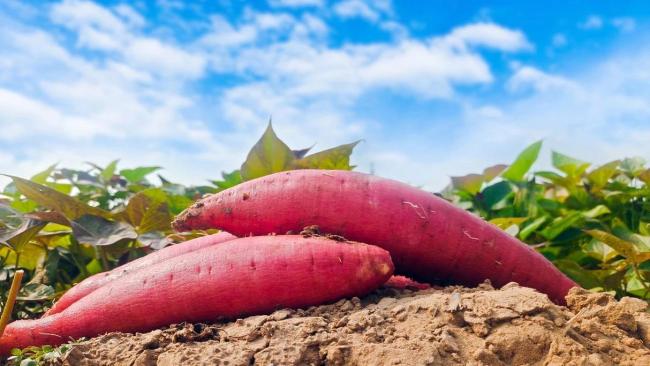 常吃“抗性淀粉”食物肝臟腸道都受益 肝臟的“清潔工”