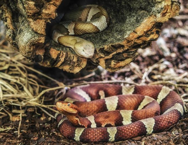 你遇到过蛇钻进酒瓶吗 罕见现象揭秘