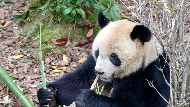 時政新聞眼丨從中法元首會晤的四個“特殊”，讀懂大國相處之道