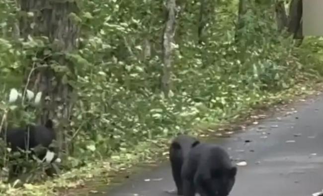 日本抓到一只380公斤巨型棕熊 北海道熊患严重