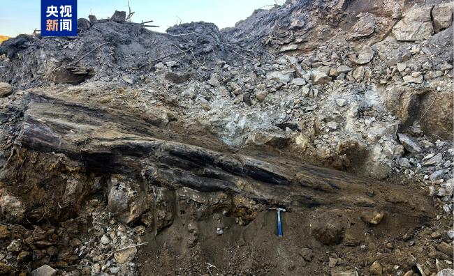 山西一工地发现2.9亿年前大型木化石