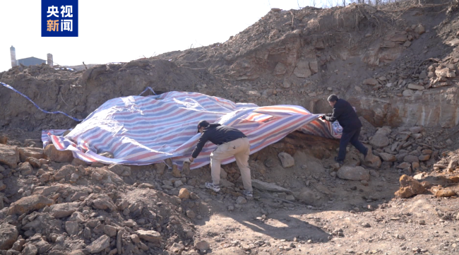 山西一工地發現2.9億年前大型木化石