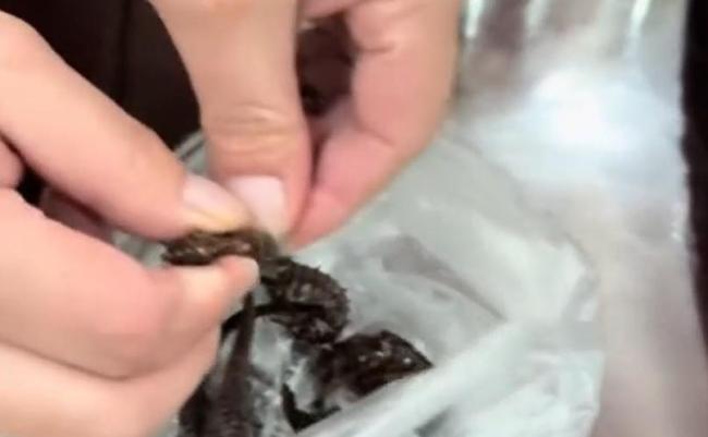 药酒里泡了十余年的海马竟是塑料 数千元买来假药材