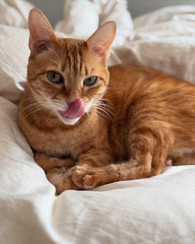 女子洗衣结束发现猫咪在洗衣机里 惊险一幕引发关注