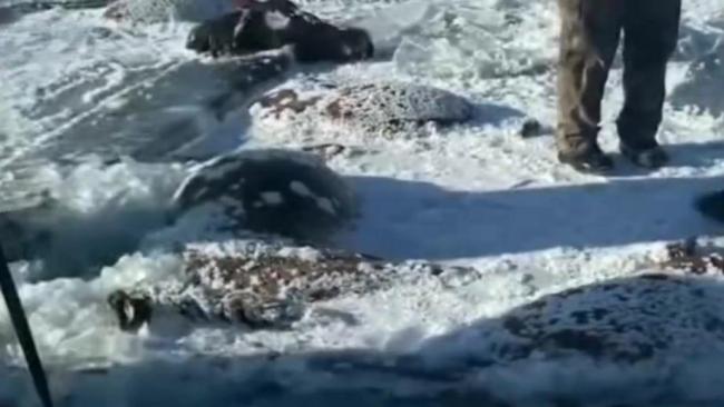 水库发现13匹冰冻马 极端天气酿悲剧