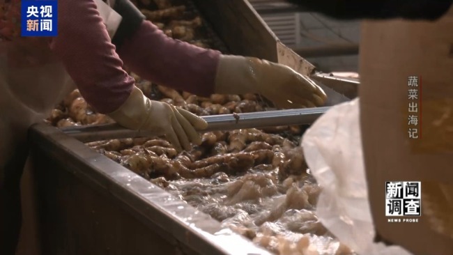 “蔬菜出口第一縣”做對(duì)了什么？安丘30年逆襲路！