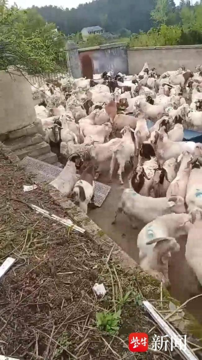 養(yǎng)殖戶貸款養(yǎng)羊被騙損失近百萬(wàn) 信任破滅投資夢(mèng)碎