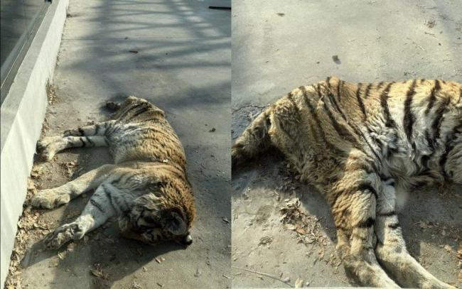 老虎被餓得皮包骨?園方回應(yīng)