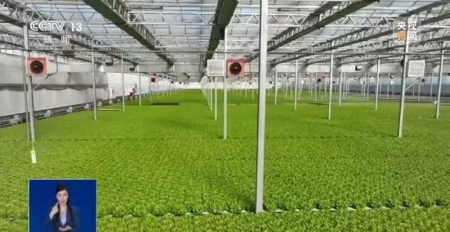 反季節(jié)蔬菜吃了等于白吃？假的 粉碎謠言，真相來了