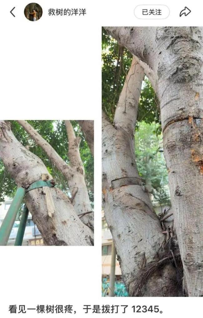 成都小伙為一棵樹撥打12345