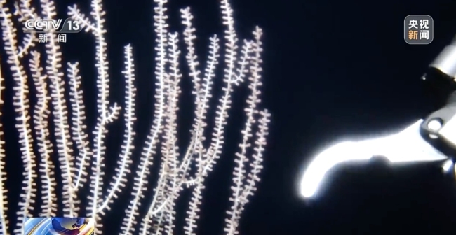 中国机器人6000米深海拍视频