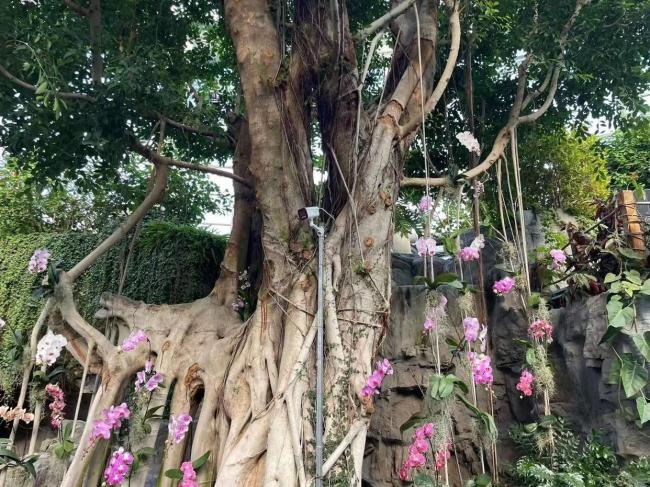 超适合冬日遛娃,北京室内“热带雨林”攻略请收好 温暖景美亲子游