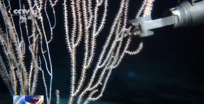 "海洋地質(zhì)六號(hào)"發(fā)現(xiàn)了哪些深海寶藏？獨(dú)家畫面公布