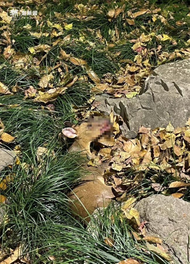 小伙騎行撞上黃麂 斷了兩根骨頭 野生動物頻現(xiàn)城市