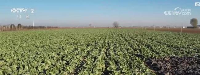 各地冬“鮮”上市豐富菜籃子 蔬菜價(jià)格波動(dòng)引關(guān)注